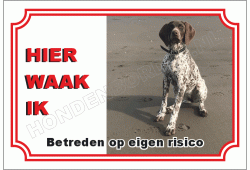 Pointer hond
