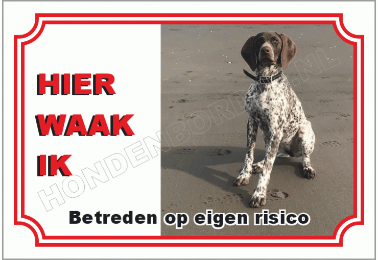 Pointer hond