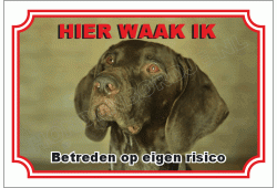 Pointer hond