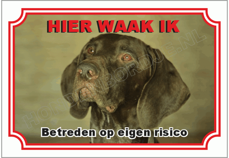Pointer hond