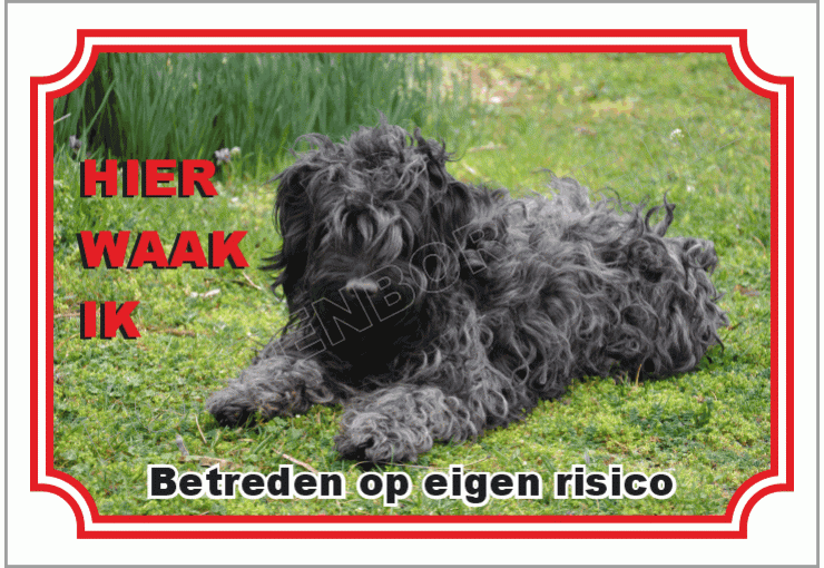 Puli hond