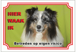 Shetland sheepdog