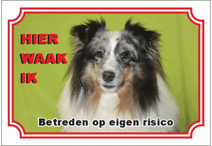 Shetland sheepdog