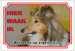 Shetland sheepdog