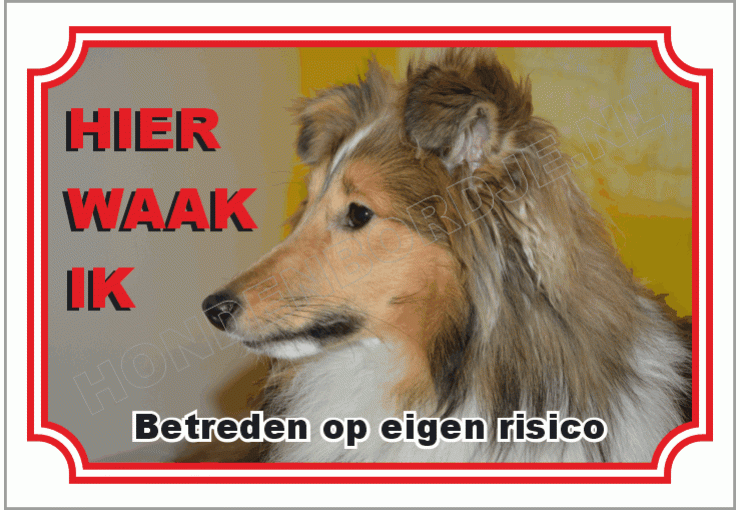 Shetland sheepdog