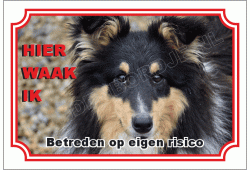 Shetland sheepdog