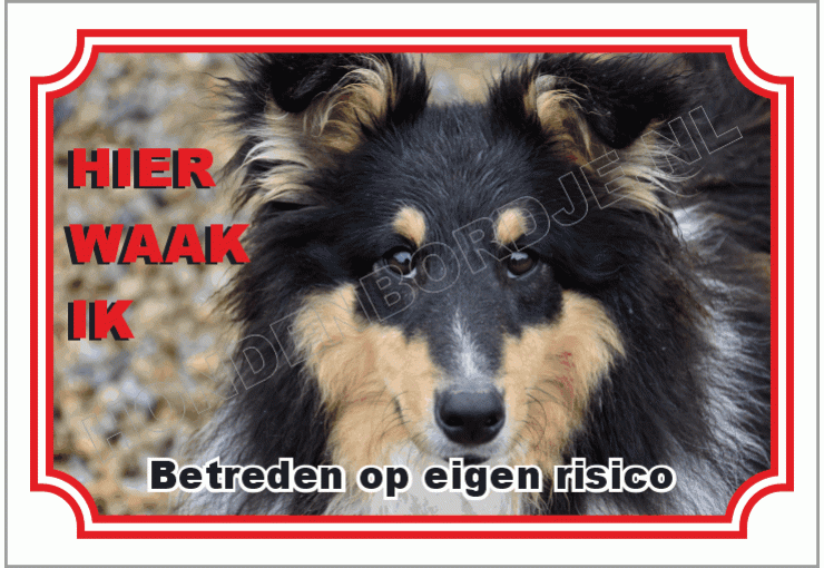 Shetland sheepdog