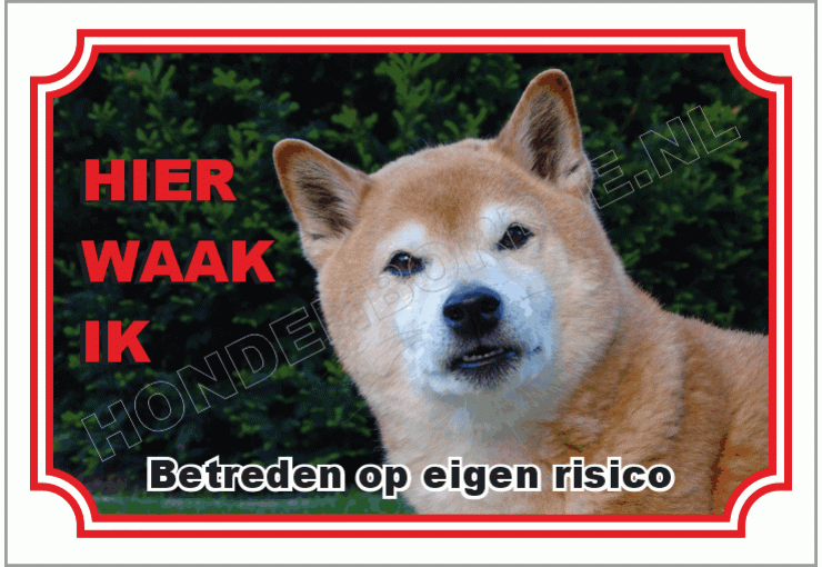 Shiba