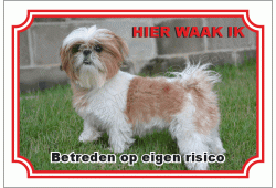 Shih tzu