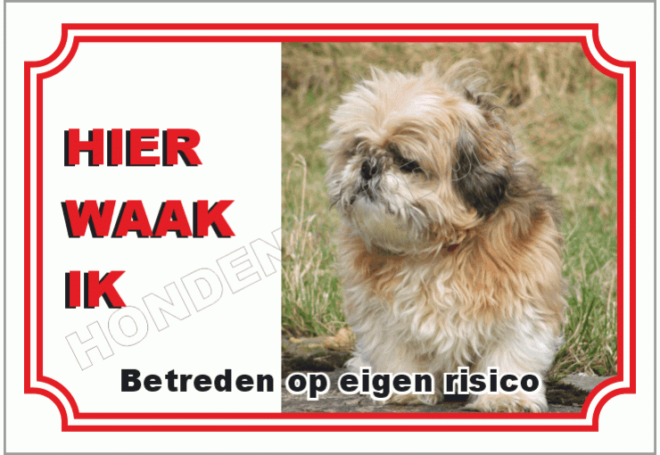 Shih tzu blond