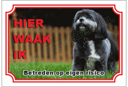 Shih tzu