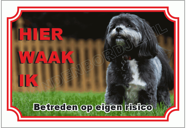 Shih tzu