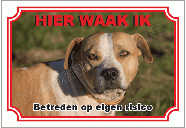 Staffordshire bull terrier