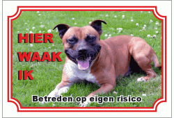 Staffordshire bull terrier