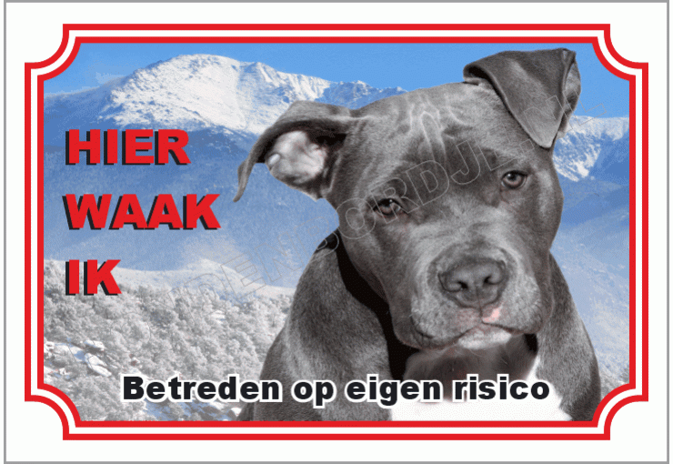 Staffordshire bull terrier