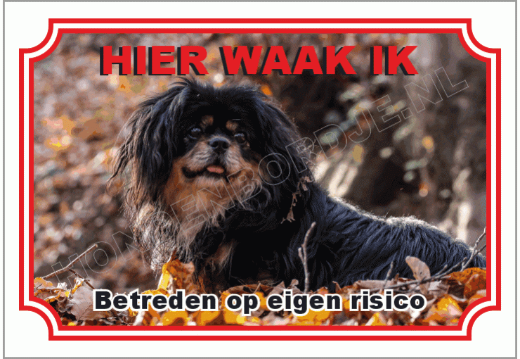 Tibetaanse  spaniel