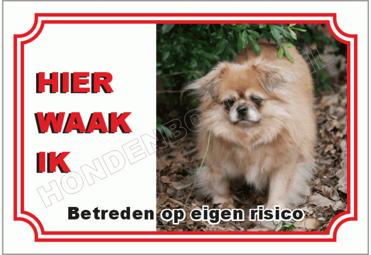 Tibetaanse  spaniel