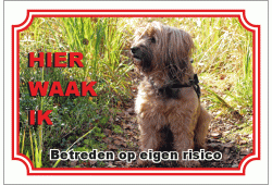 Tibetaanse  terrier 