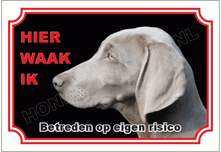 Weimaraner kort haar
