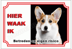 Welsh corgi pembroke
