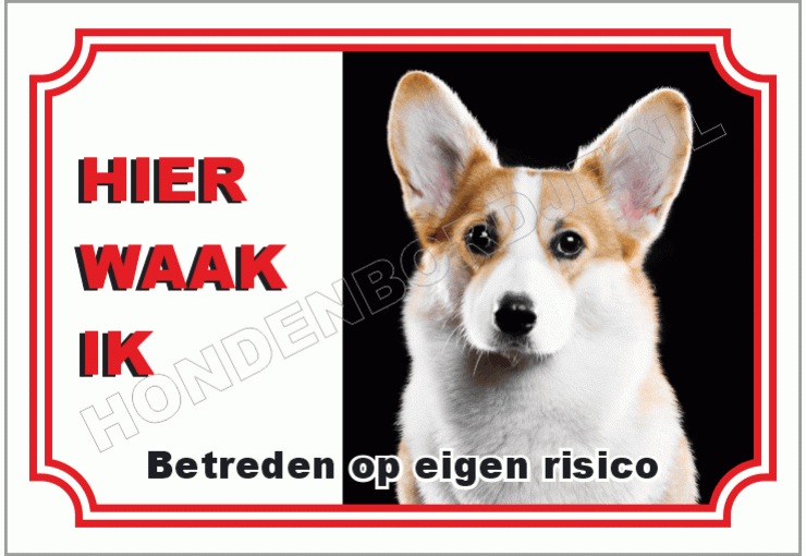 Welsh corgi pembroke