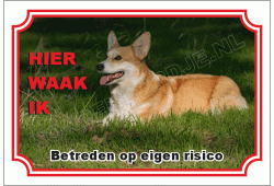 Welsh corgi pembroke