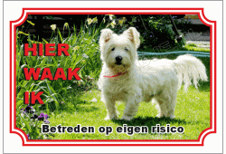West highland white terrier
