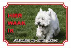 West highland white terrier