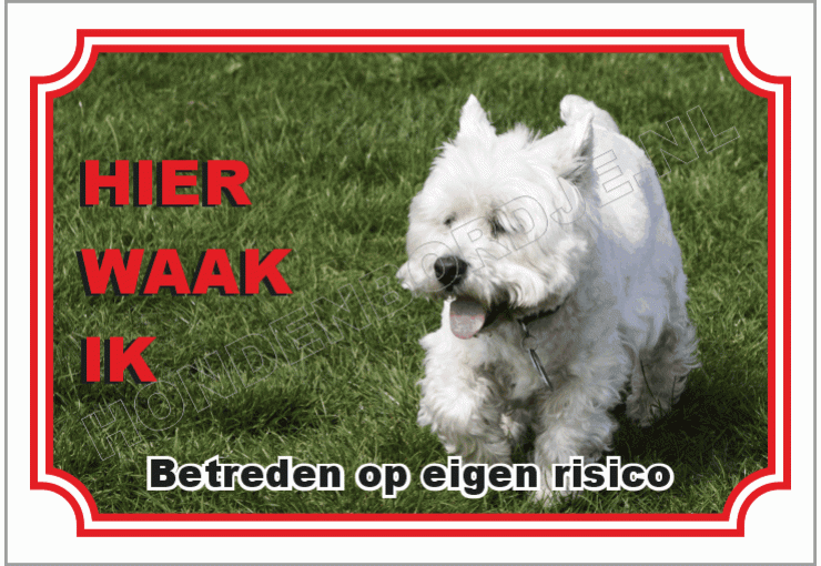 West highland white terrier