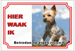 Yorkshire terrier