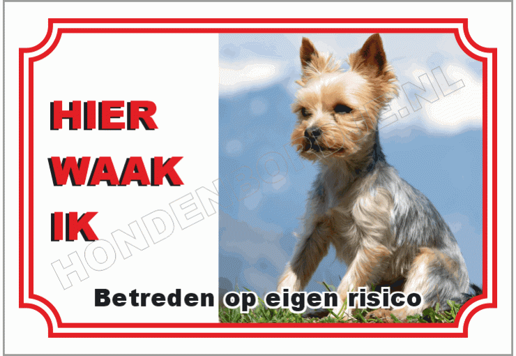 Yorkshire terrier