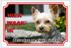 Yorkshire terrier
