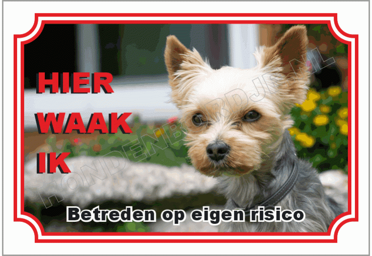 Yorkshire terrier
