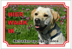 Labrador blond