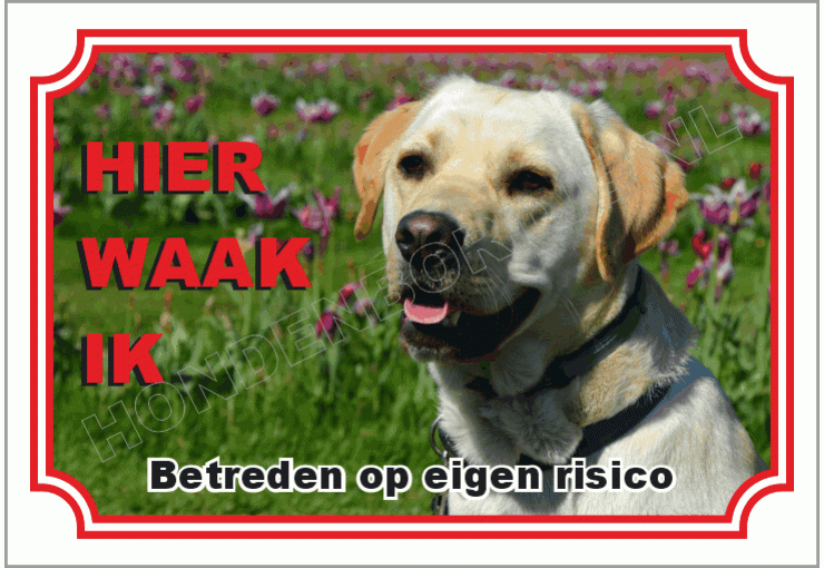Labrador blond
