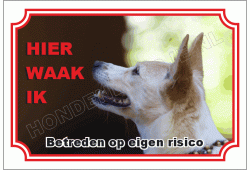 Podenco canario