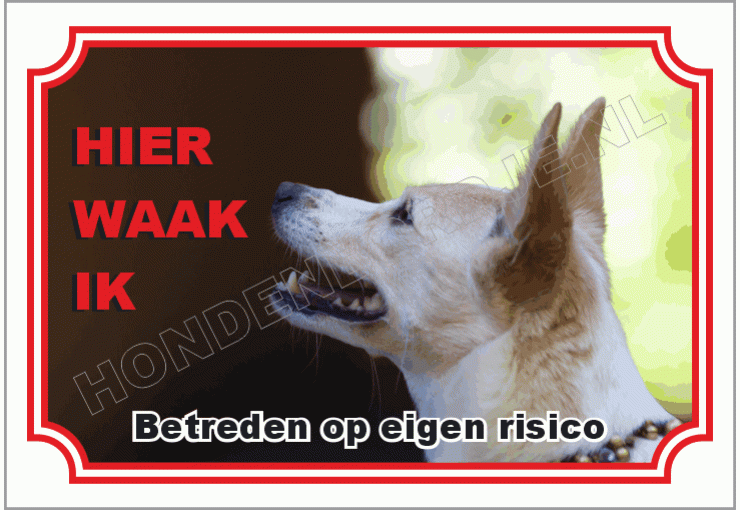 Podenco canario