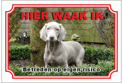 Weimaraner