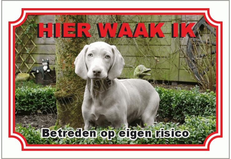 Weimaraner