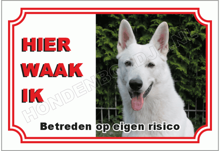 White-shepherd