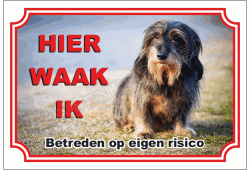 Ruwhaar Teckel