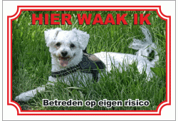 Bichon frise
