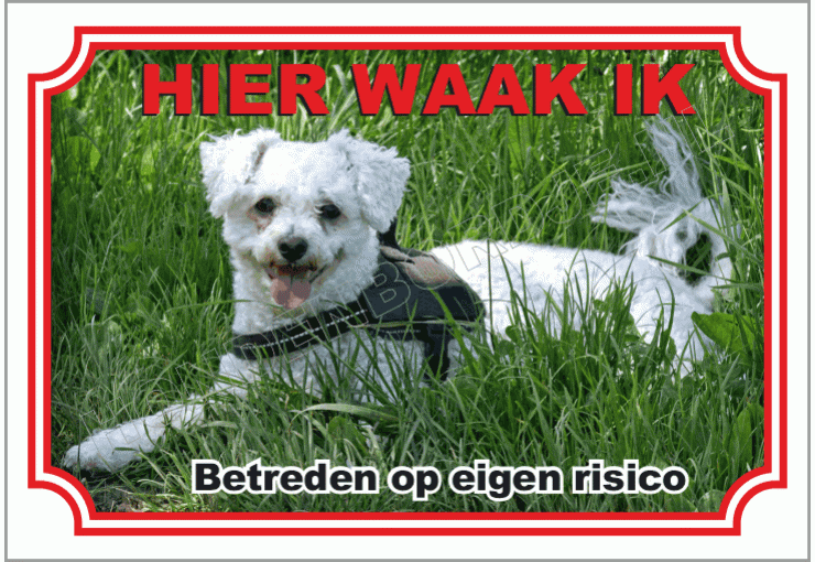 Bichon frise