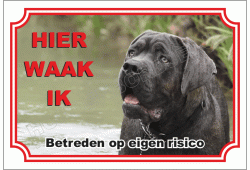 Cane Corso