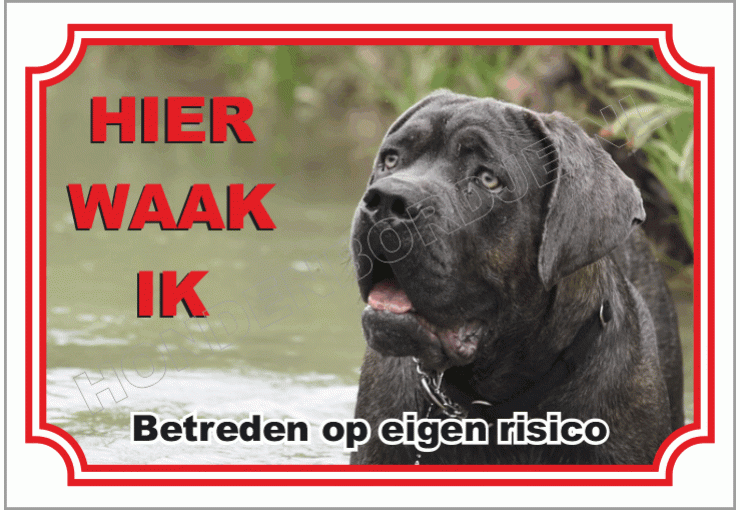 Cane Corso