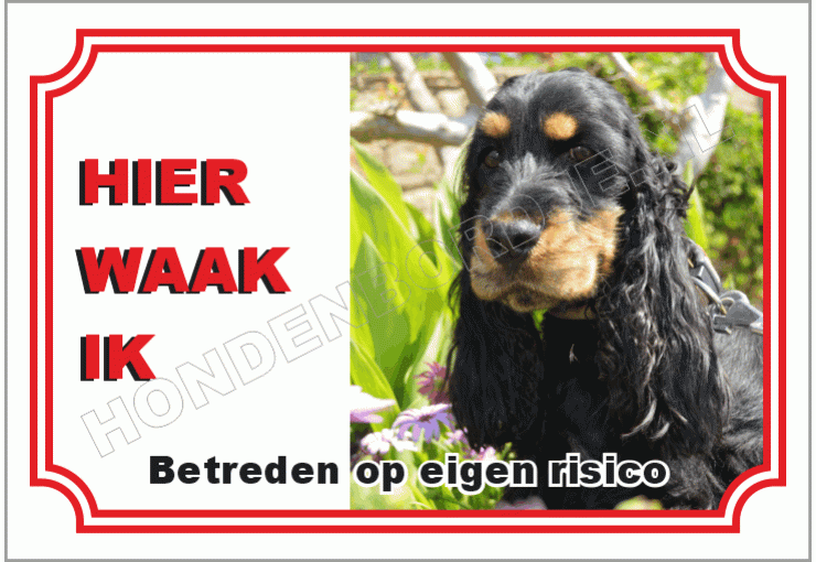 Engelse cocker spaniel