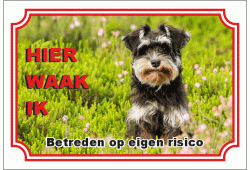 Dwergschnauzer