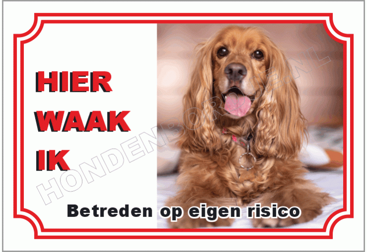 Engelse cocker spaniel