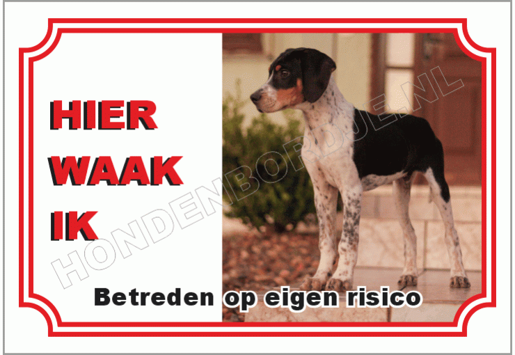 English Foxhound