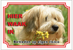 Havanese